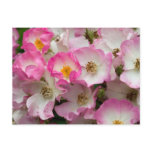 Ballerina Rose Postcard