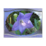 Balloon flower 17 ~ postcard