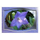 Balloon Flower w/frame ~ ATC card Business Cards