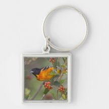 Baltimore Oriole Icterus galbula) adult male Key Chains