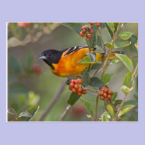 Baltimore Oriole Icterus galbula) adult male postcards