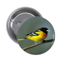 Baltimore Oriole on a branch Pinback Buttons