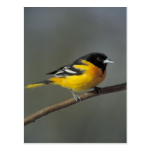 baltimore oriole postcard