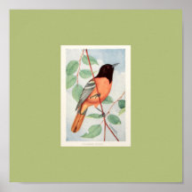 Baltimore Oriole Print