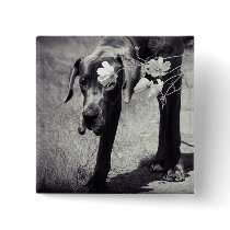 Balu hinter Cosmea Button
