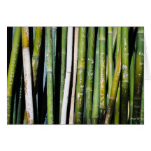 Bamboo Carvings Cards