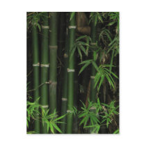 Bamboo ... Fao Rai, Nong Khai, Isaan, Thailand Post Cards