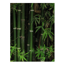 Bamboo ... Fao Rai, Nong Khai, Isaan, Thailand Post Cards
