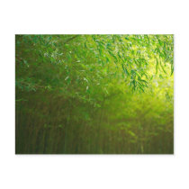 Bamboo forest post card