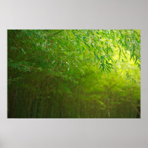 Bamboo forest poster