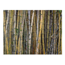 Bamboo in Hilo, Hawaii - Postcard