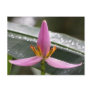 Banana Flower Blossom Postcard