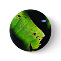 Banana Leaf At Balboa Park In San Diego Buttons