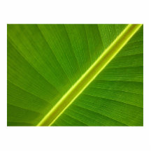Banana Leaf Macro Acrylic Cut Outs