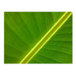 Banana Leaf Post Cards