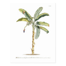 Banana Postcard