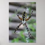 Banana Spider Posters