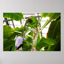 Bananas! Print