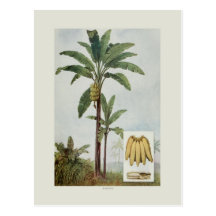 Banane Cartes Postales