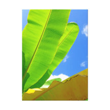 banane toiles tendues