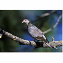 Band-tailed Pigeon photo sculptures
