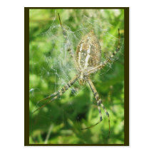 Banded Argiope Spider Ventral View Postcard