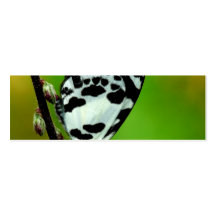 Banded Blue Pierrot Butterfly Business Card