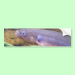 Banded Kokopu bumper stickers