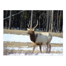 Banff Elk Postcards