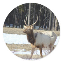 Elk Stickers