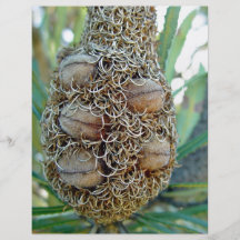 Banksia cone with seed pods flyer