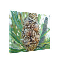 Banksia cone with seed pods gallery wrapped canvas