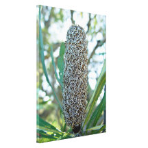 Banksia cone without seed pods gallery wrap canvas