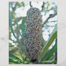 Banksia cone without seed pods personalized flyer