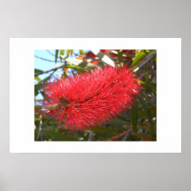 Banksia Poster