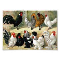 "Bantams" Vintage Illustration Photographic Print