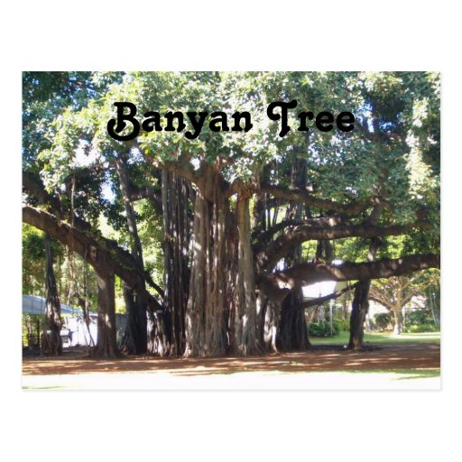 Banyan Tree Postcards