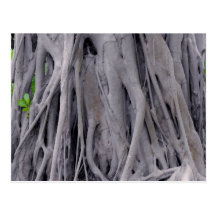 Banyan Tree Trunk Post Card