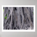 Banyan Tree Trunk posters