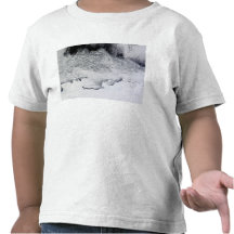 Banzare, Sabrina, and Budd Coasts, Antarctica T Shirt