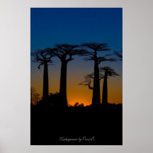 Baobabs de Madagascar Affiche