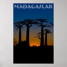 Baobabs de Madagascar Affiches