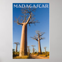 Baobabs de Madagascar Posters