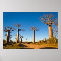 Baobabs de Madagascar Posters