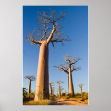 Baobabs de Madagascar Posters