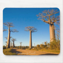 Baobabs de Madagascar Tapis De Souris