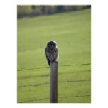 BAOW Barred Owl Photo Print