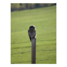 BAOW Barred Owl Photo Print