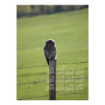 BAOW Barred Owl Photographic Print