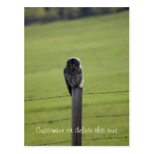 BAOW Barred Owl Postcard
